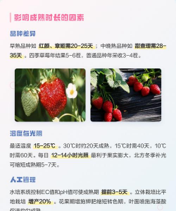 草莓开花多久成熟