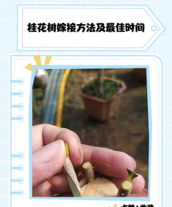 桂花嫁接怎么选