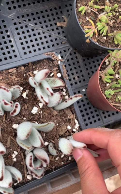 家庭养花用生根粉