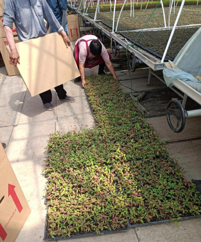 家庭养花用生根粉