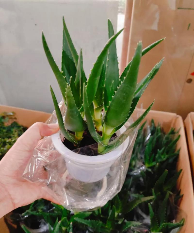 家庭养花用生根粉