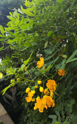 决明要多久开花