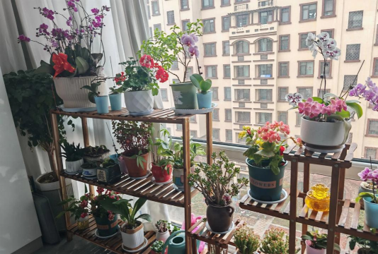 家庭养花用生根粉