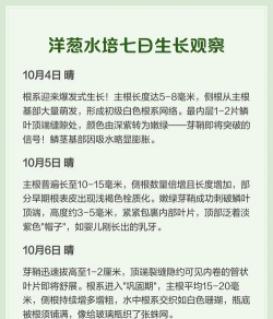 水培洋葱多久长大