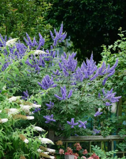 醉鱼草多久开花