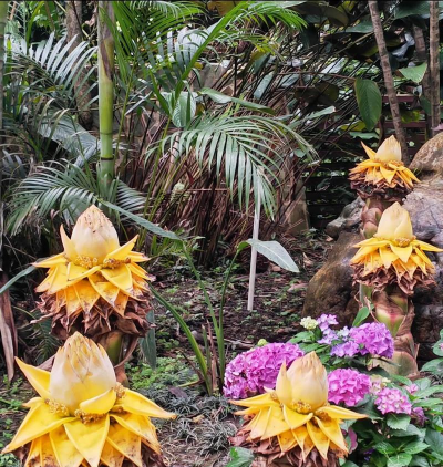 地涌金莲多久开花