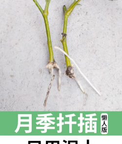 家庭养花用生根粉