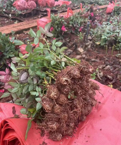 玫瑰小苗长出花多久