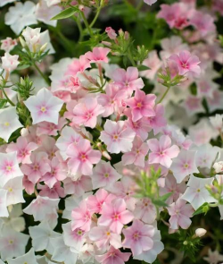 福禄考花期多久