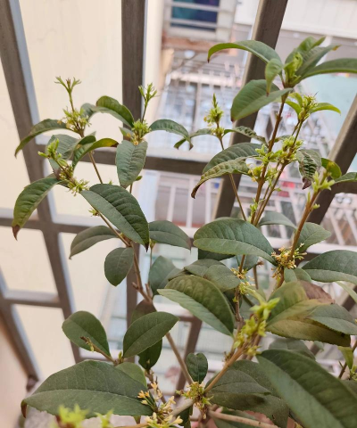 桂花新枝多久木质化