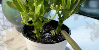 家庭养花用生根粉