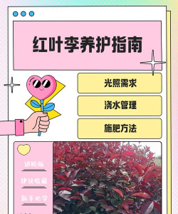 红叶李移植多久浇水