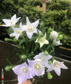 中国桔梗怎么繁殖