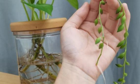 家庭养花用生根粉