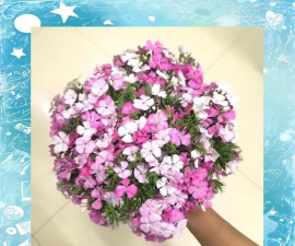 相思梅醒花多久