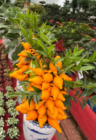 黄金果盆景能开多久