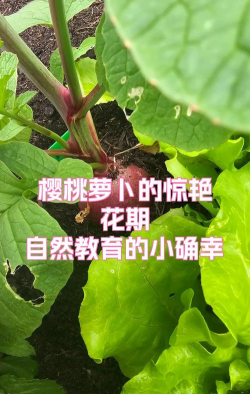 樱桃萝卜开花后多久