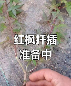 日本枫叶怎么繁殖