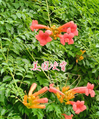 美国凌霄花期多久