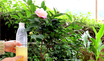 家庭养花用生根粉