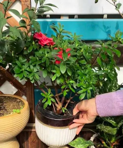 家庭养花用生根粉