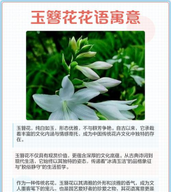 玉簪花什么寓意