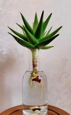 家庭养花用生根粉