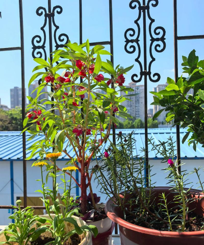 家庭养花用生根粉