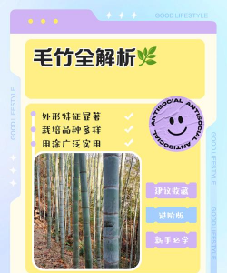 怎么快速繁殖毛竹