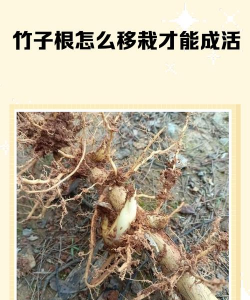 盆栽竹节怎么生根