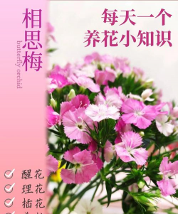 相思梅能养多久