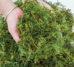 蝴蝶苔藓怎么作用