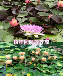 重庆的睡莲多久开花