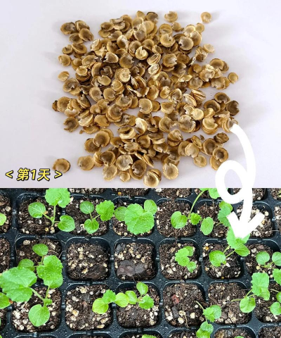 家庭养花用生根粉