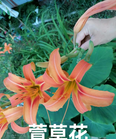 萱草播种后多久开花