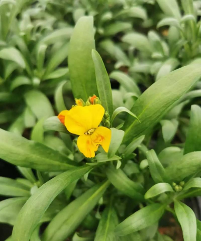 桂竹香多久时间开花