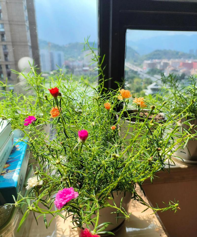 家庭养花用生根粉