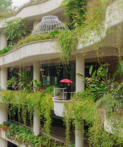 在城市养花前景