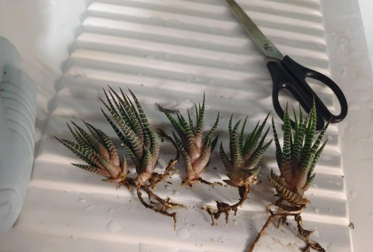 家庭养花用生根粉