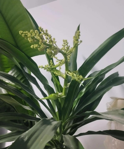 青叶也门铁多久开花