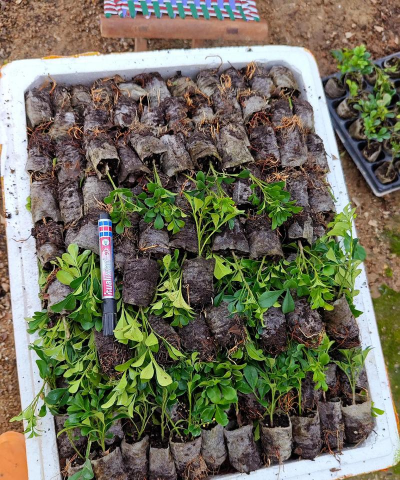 家庭养花用生根粉