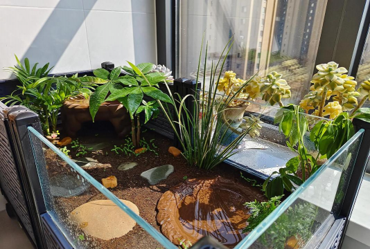 家庭养花用生根粉