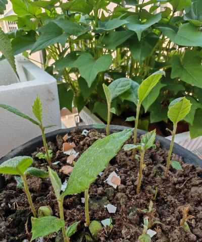 家庭养花用生根粉