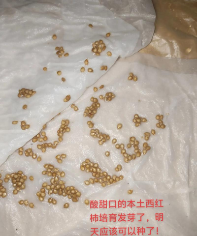 蕃茄怎么留种子