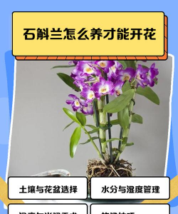 石斛要种多久才开花