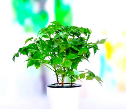 北方绿宝怎么过冬 北方绿宝怎么过冬