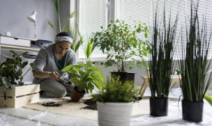 家庭养花用生根粉