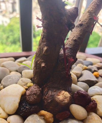 家庭养花用生根粉