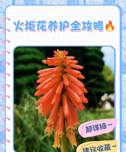 火炬花怎么养护
