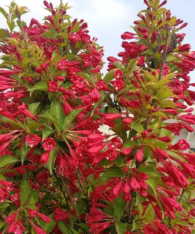 红锦带怎么繁殖